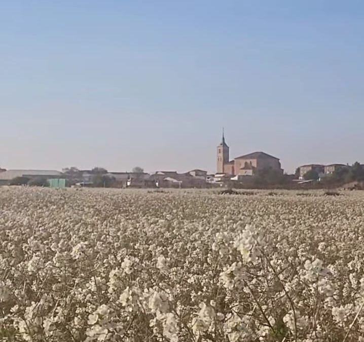 Tiempo estable y temperaturas agradables para este sábado en Socuéllamos