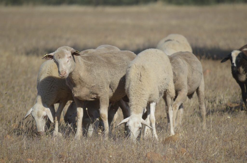 ASAJA CLM exige soluciones urgentes para la crisis del sector de la leche de ovino y caprino