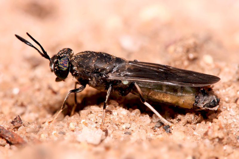 Cata de insectos en Mota del Cuervo