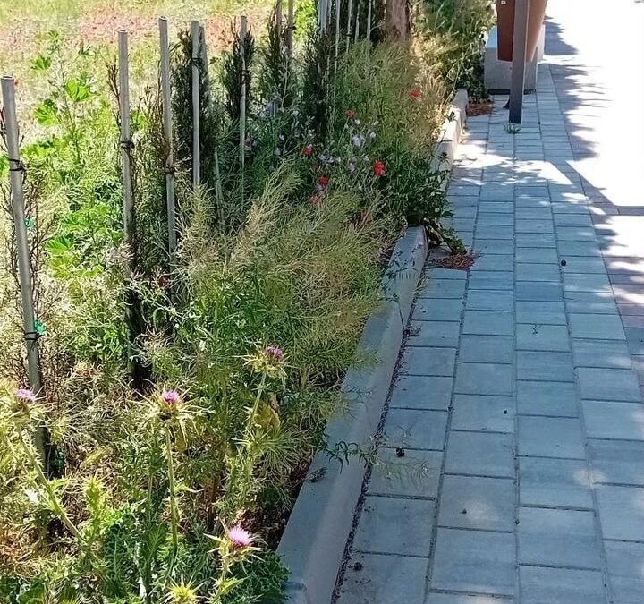 El PSOE Local, se queja del estado del Paseo del Cementerio