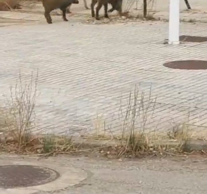 La curiosa imagen de dos jabalís y un perro en Puertollano