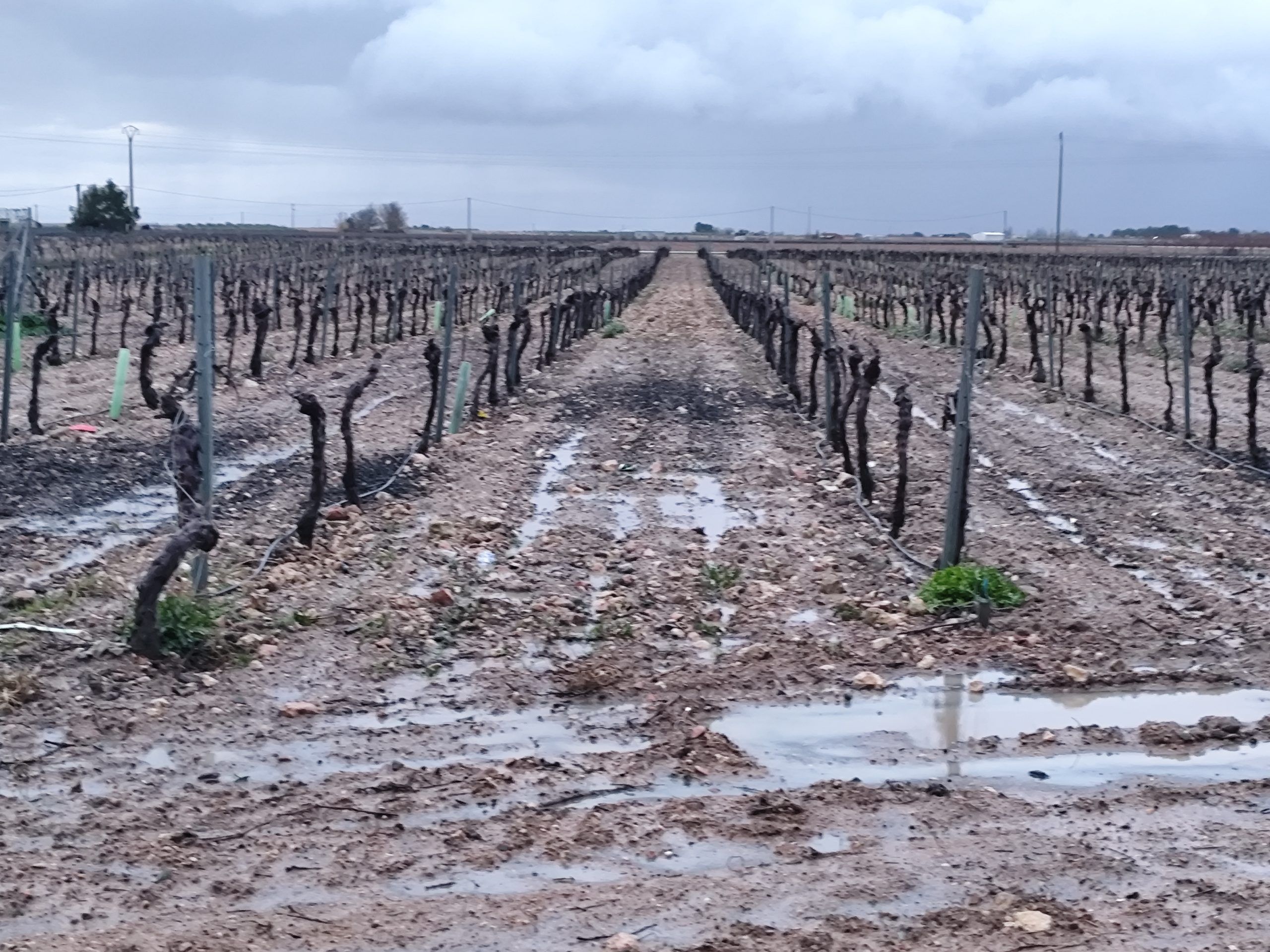 Marzo deja casi 100 litros por metro cuadrado en Socuéllamos y las lluvias continuarán hasta el martes