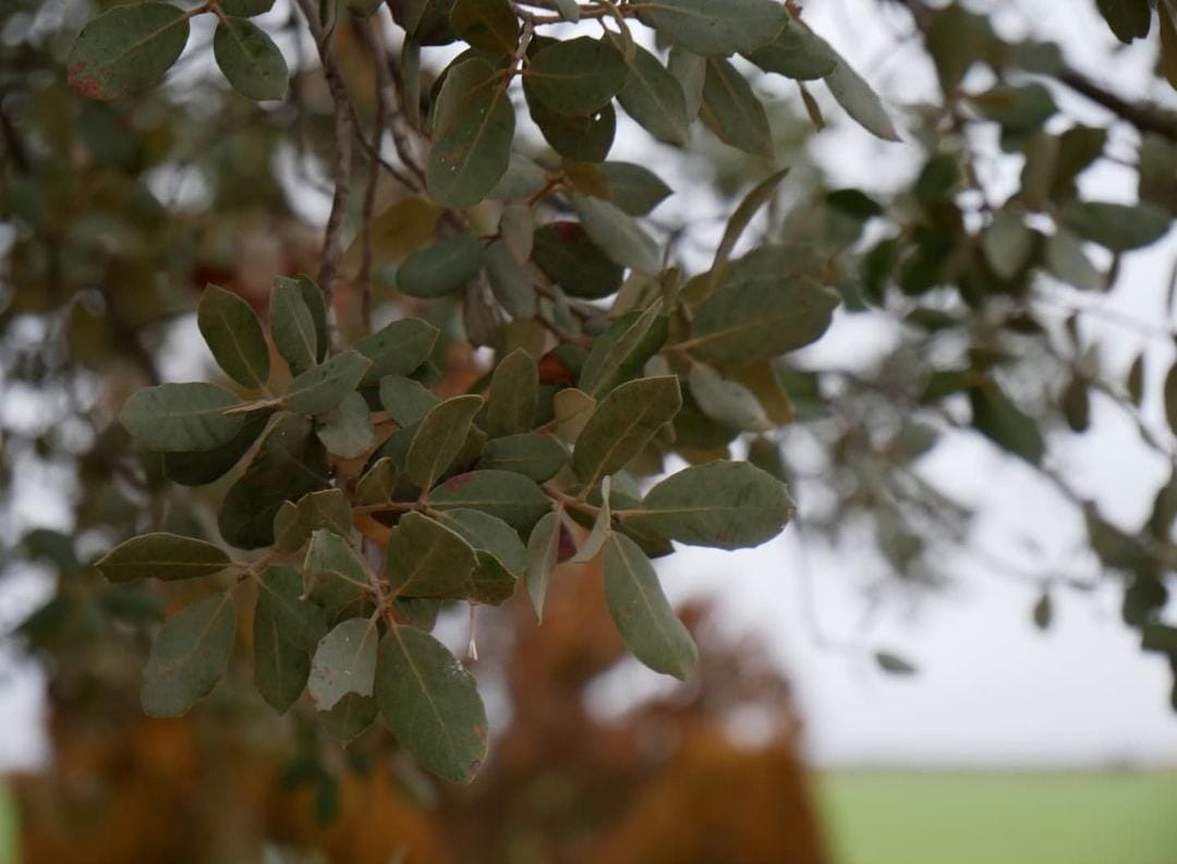 Domingo marcado por la lluvia y el descenso de las temperaturas en Socuéllamos