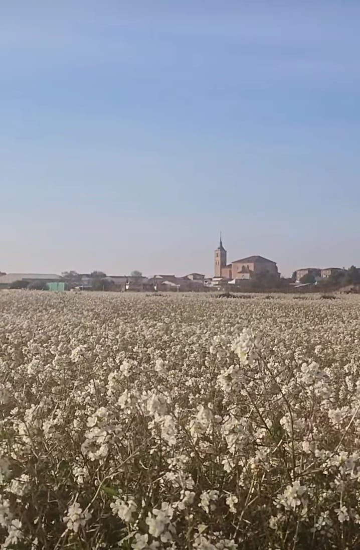 El calor afloja ligeramente este domingo en Socuéllamos, aunque los termómetros volverán a alcanzar los 37 grados