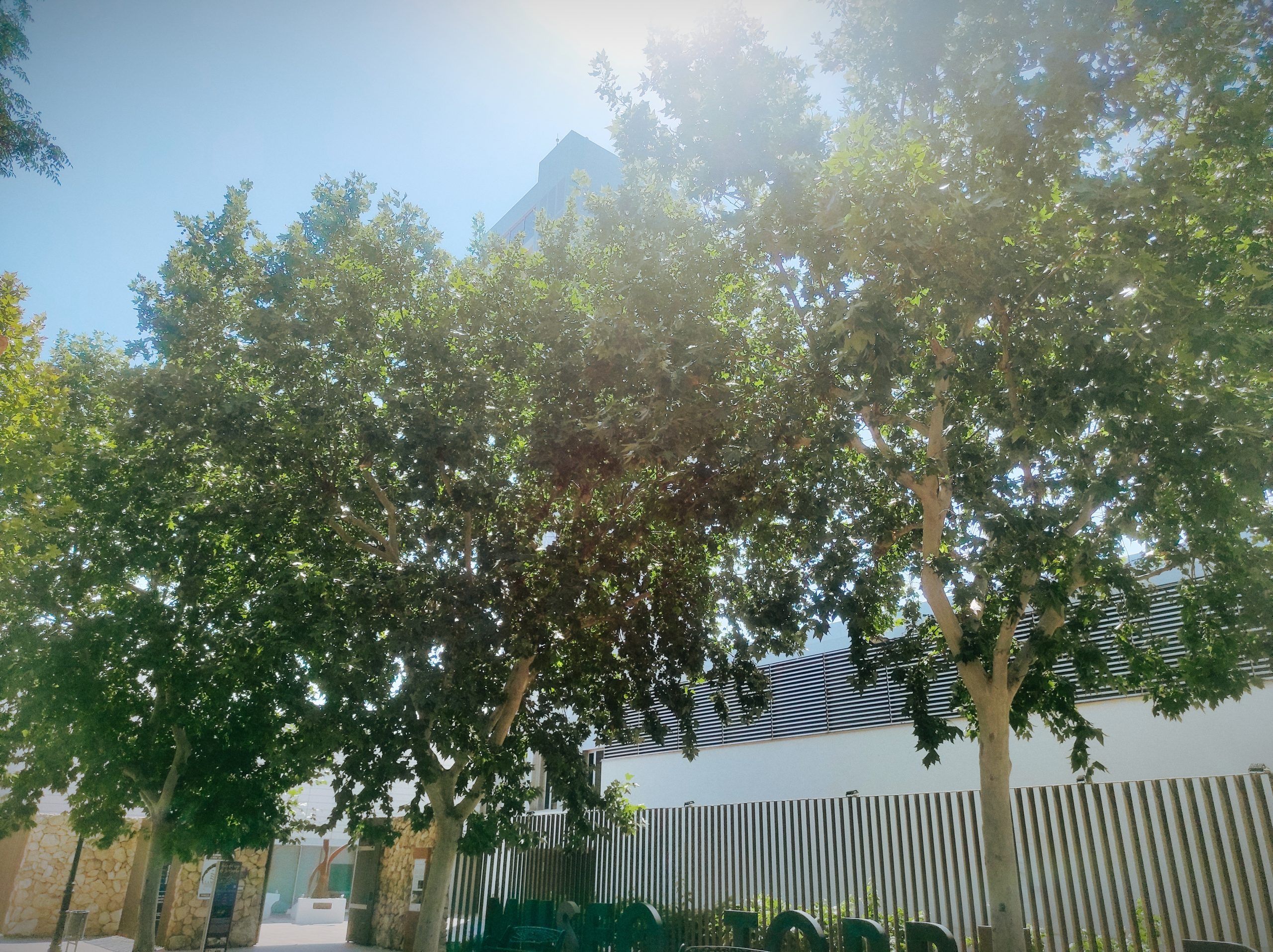 Las temperaturas máximas suben hoy viernes en Socuéllamos, con nieblas matinales
