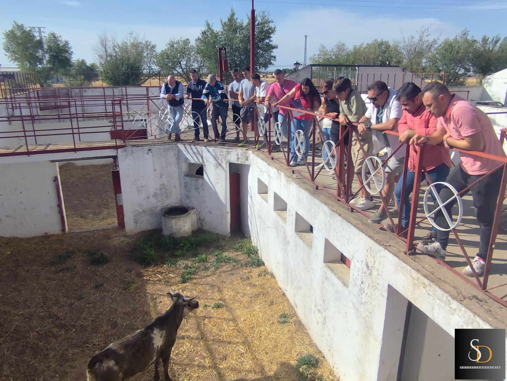 Las vaquillas para la Gran Becerrada Local ya se encuentran en la Plaza de Toros de Socuéllamos
