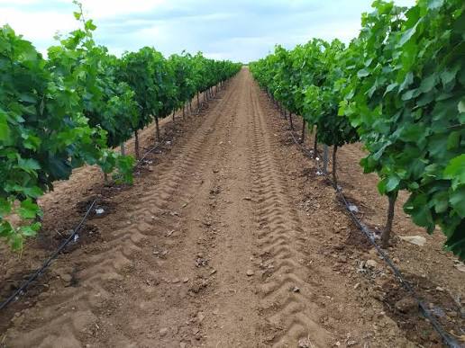 ASAJA Castilla-La Mancha se suma a la gran movilización europea en Bruselas en defensa de la PAC