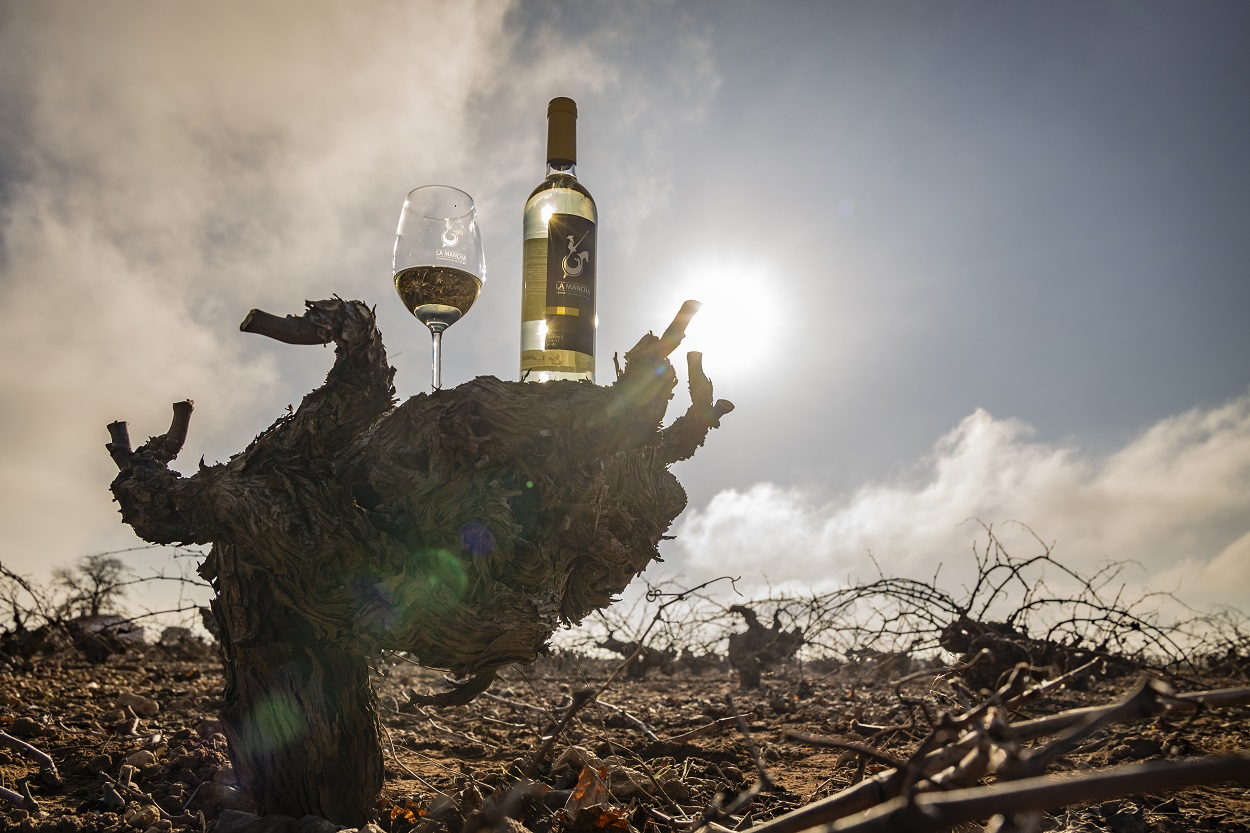 El Consejo Regulador califica la añada 2025 de la DO La Mancha como Excelente