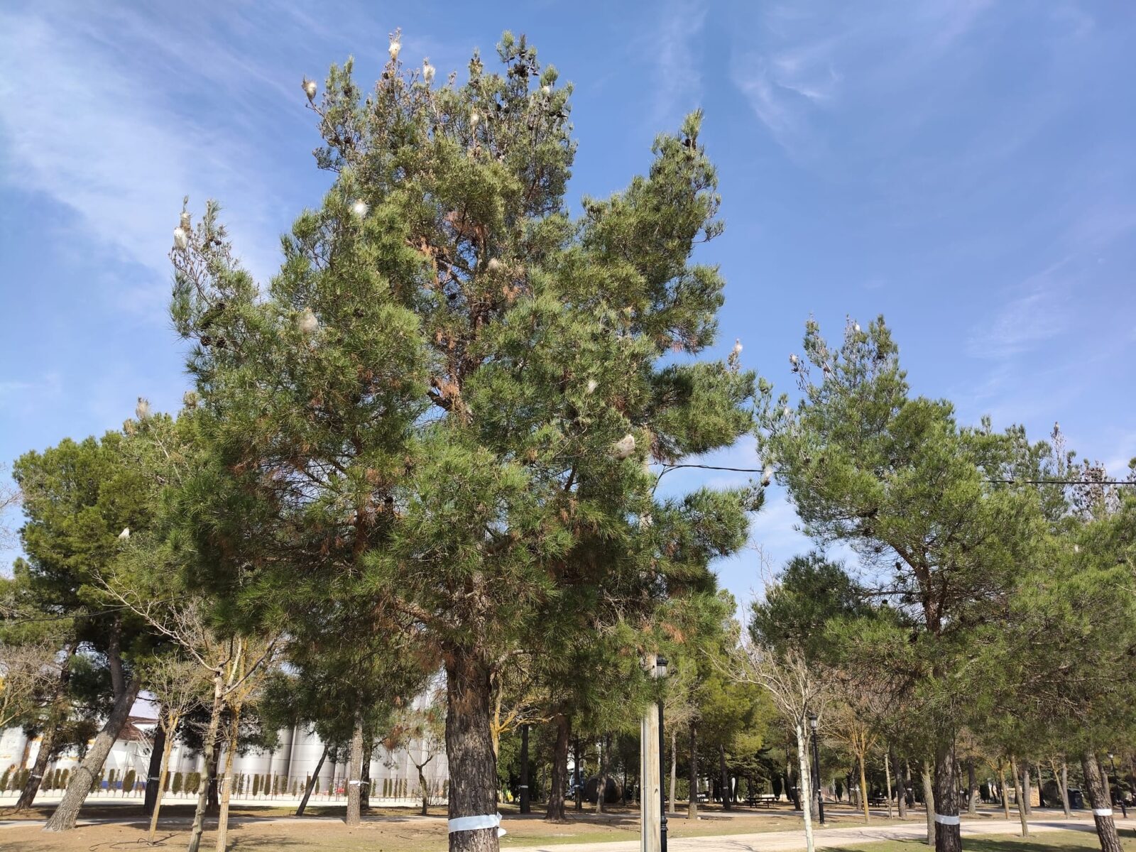 El PSOE de Socuéllamos alerta sobre la presencia de procesionaria en varios puntos del municipio