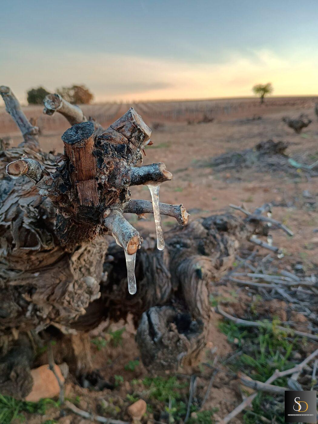 Preocupación en el campo de Socuéllamos tras una helada tardía que amenaza a la viña