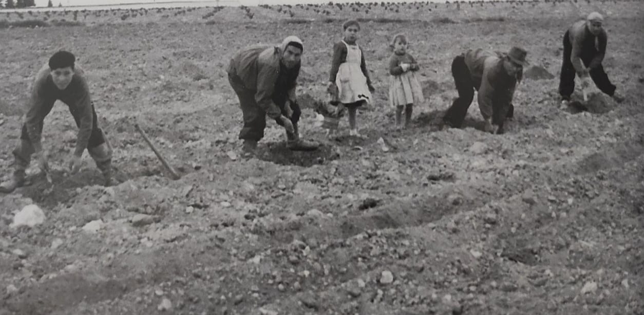 Socuéllamos y su pasado agrícola: del trabajo en cuadrilla a la mecanización