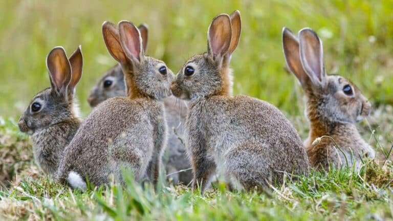 ASAJA Castilla-La Mancha plantea 18 nuevas medidas para frenar la sobrepoblación de conejos y proteger al sector agrario