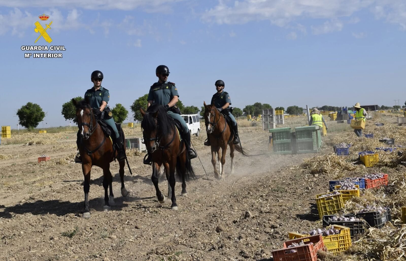La Guardia Civil refuerza el operativo de la campaña de recogida del ajo