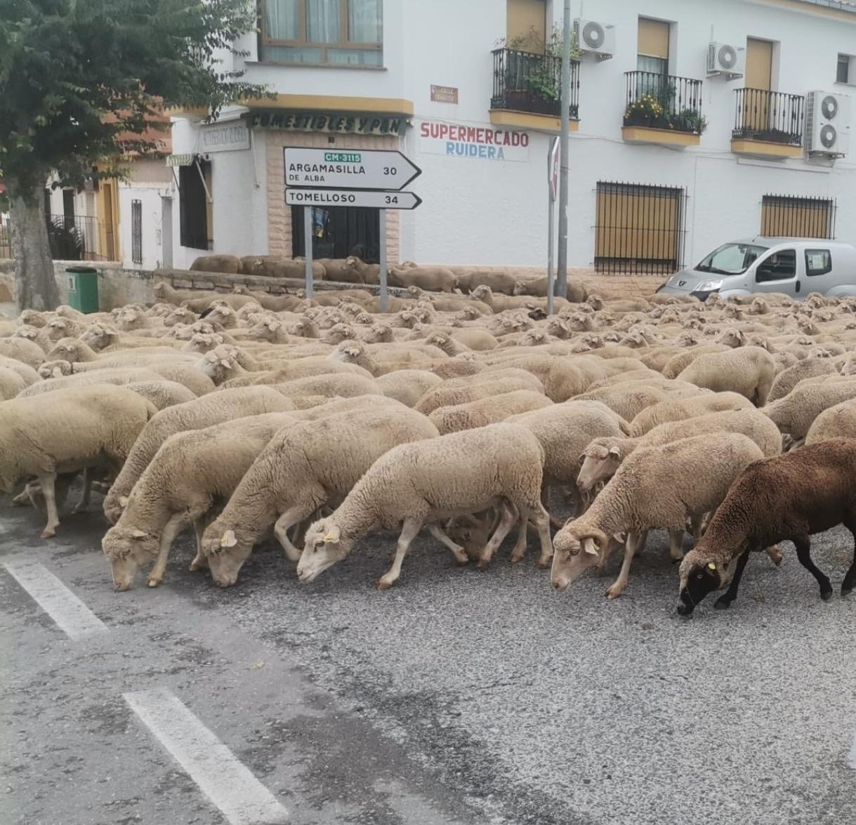 El rebaño trashumante de la familia Belenchón llega al término de Socuéllamos