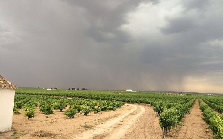 ASAJA Castilla-La Mancha reclama rapidez en las peritaciones tras los daños causados por las tormentas