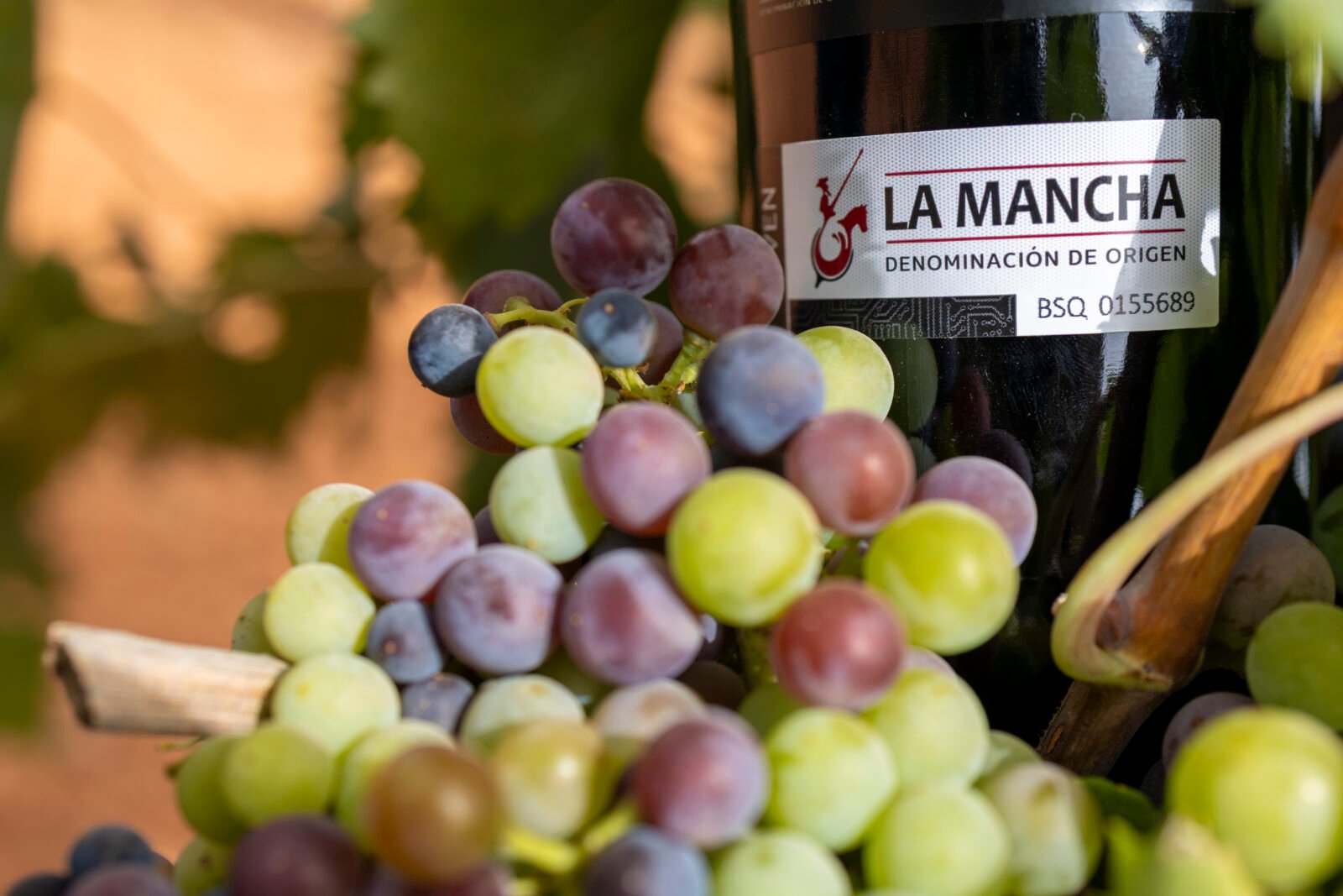 La DO La Mancha encara la recta final antes del inicio de una vendimia que se prevé adelantada